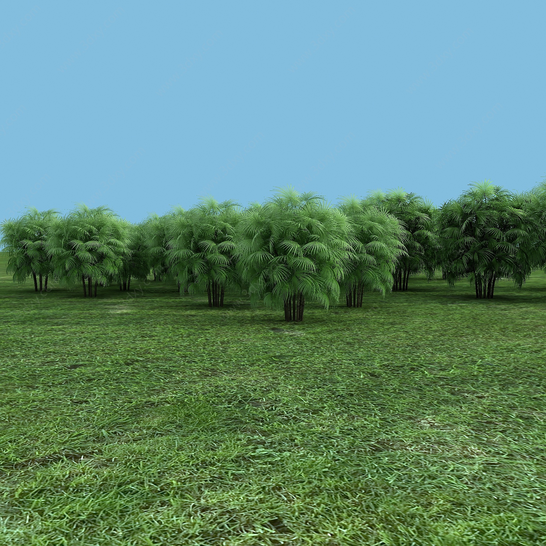 棕竹热带植物植物3D模型