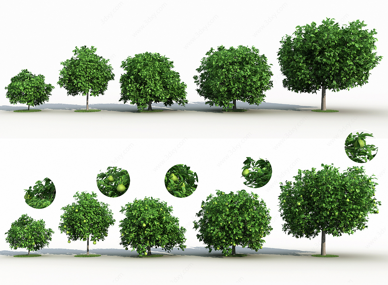 现代柚子树果树景观树3D模型