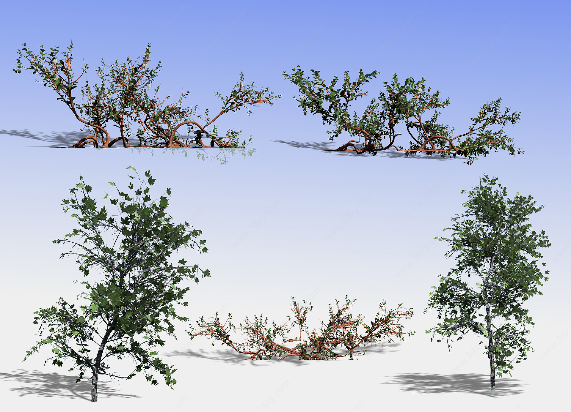 现代树风景树景观树艺术树3D模型