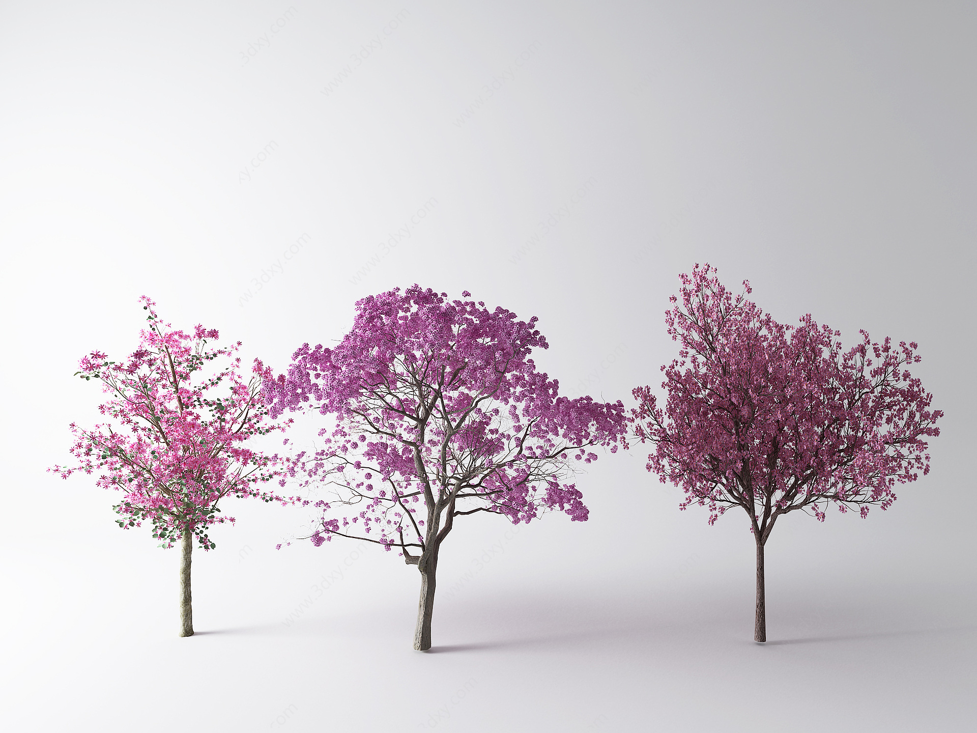 现代树樱花3D模型