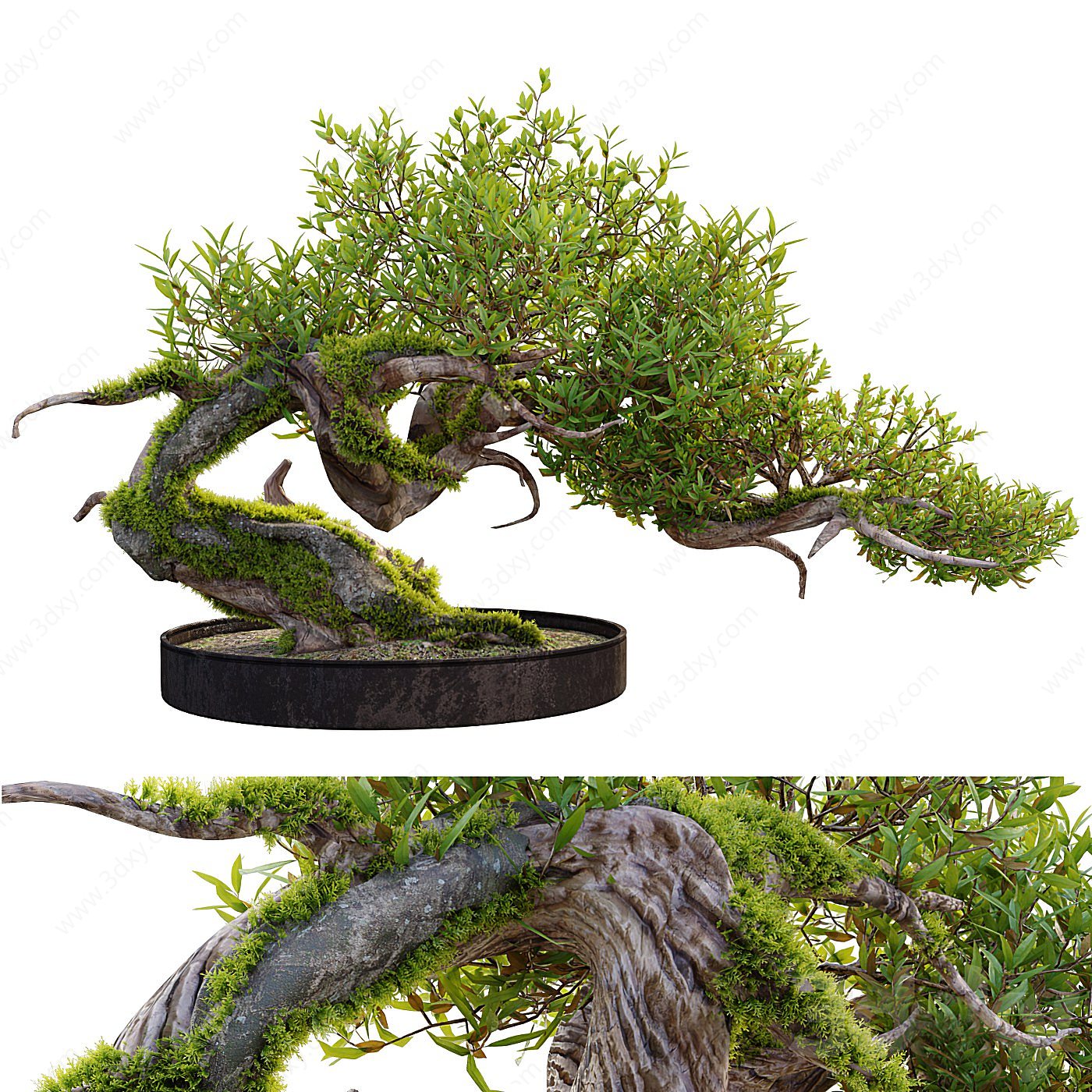 新中式室内绿植松树盆栽3D模型