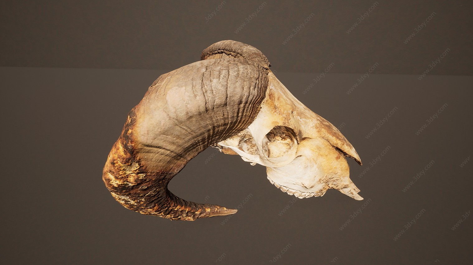 动物骨头文物化石3D模型