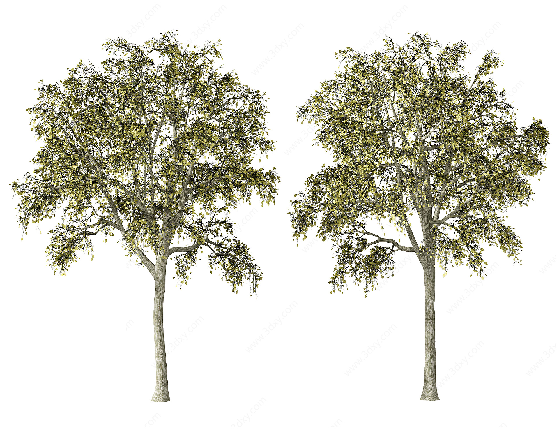 植物绿植树木乔木3D模型