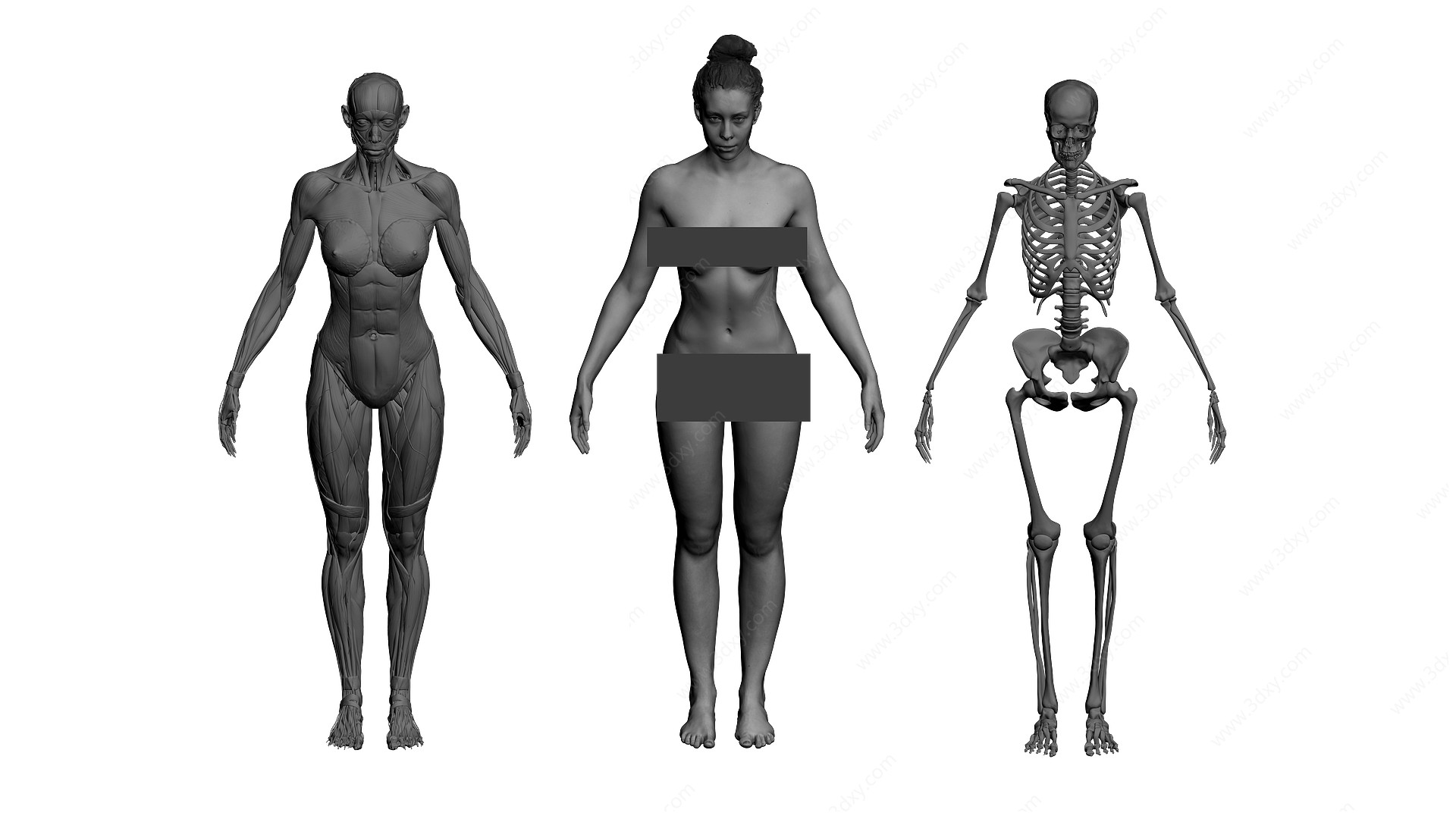 人体高模骨骼肌肉对比3D模型