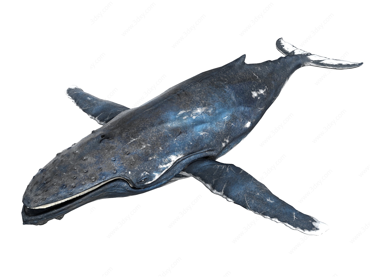 写实动物海洋生物鲸鱼3D模型