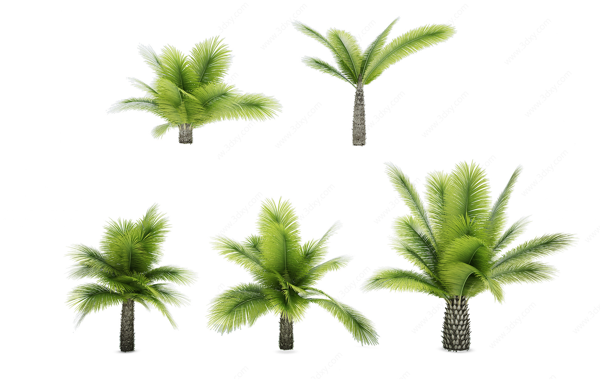 热带植物树3D模型
