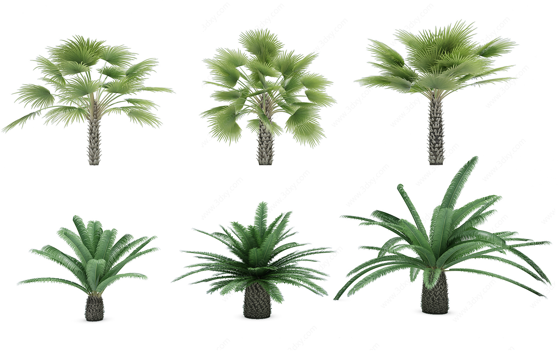 热带植物树3D模型