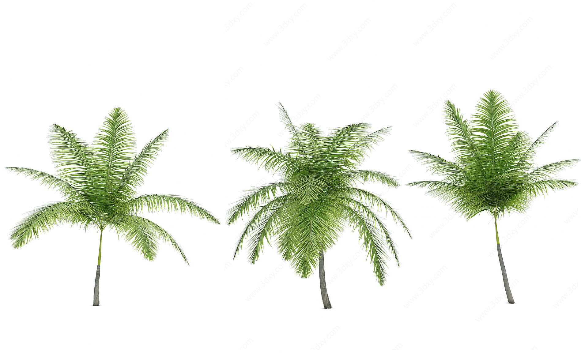热带植物树大王椰子3D模型