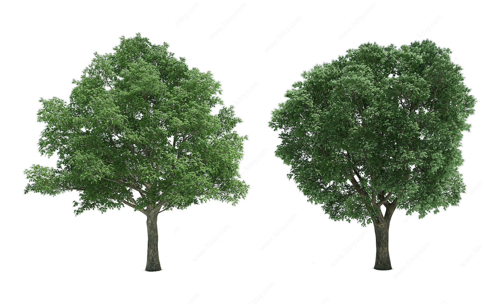 樟树乔木3D模型