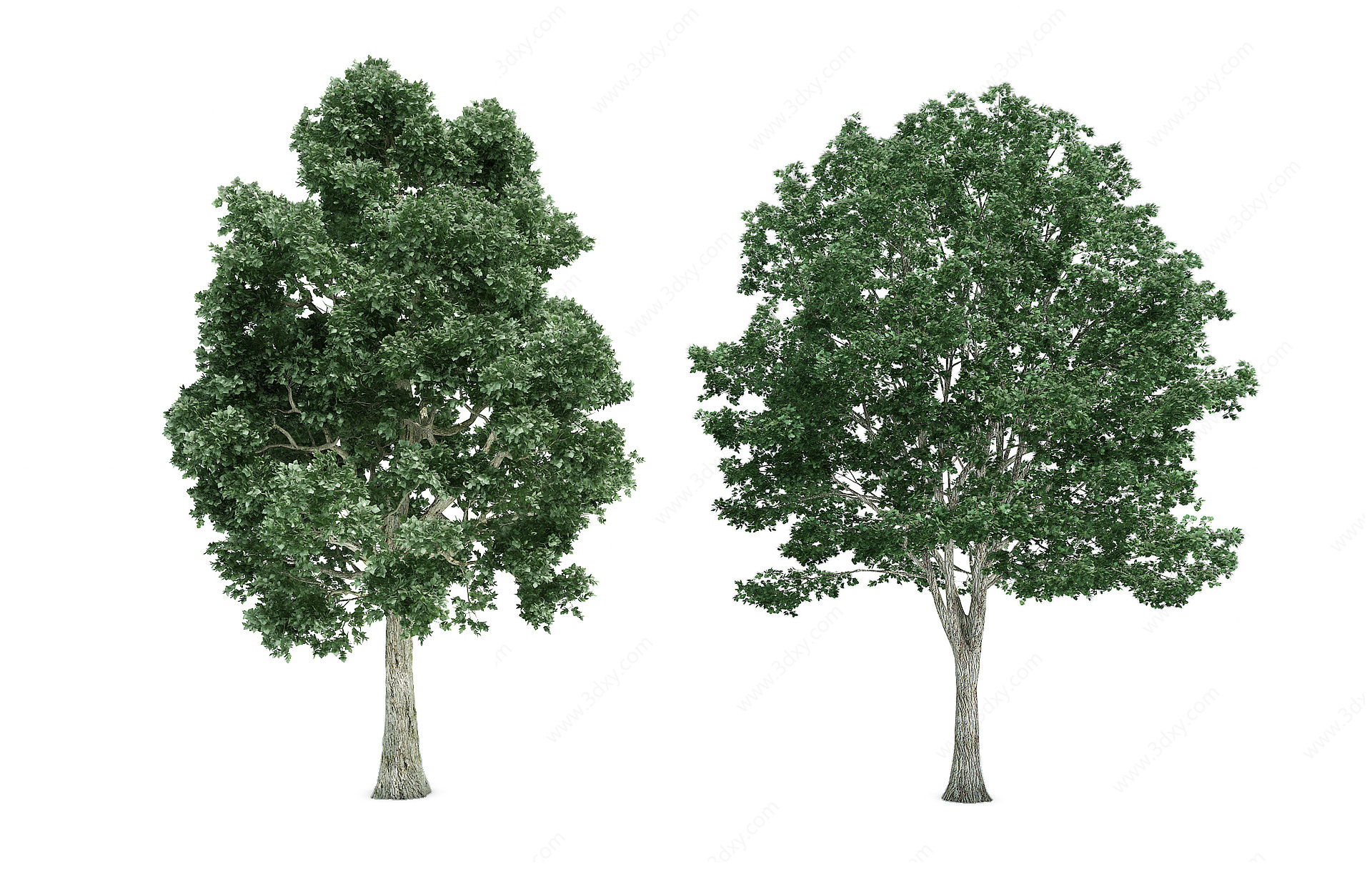 植物树木大树杉树3D模型