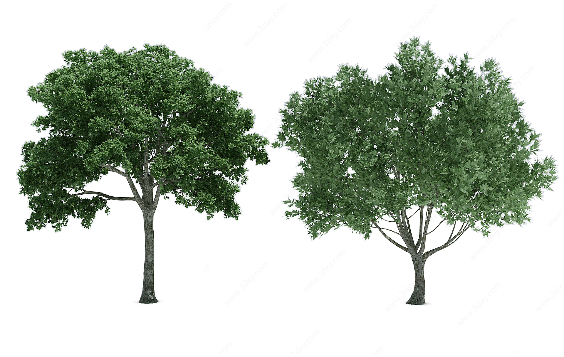 植物树木大树杉树3D模型
