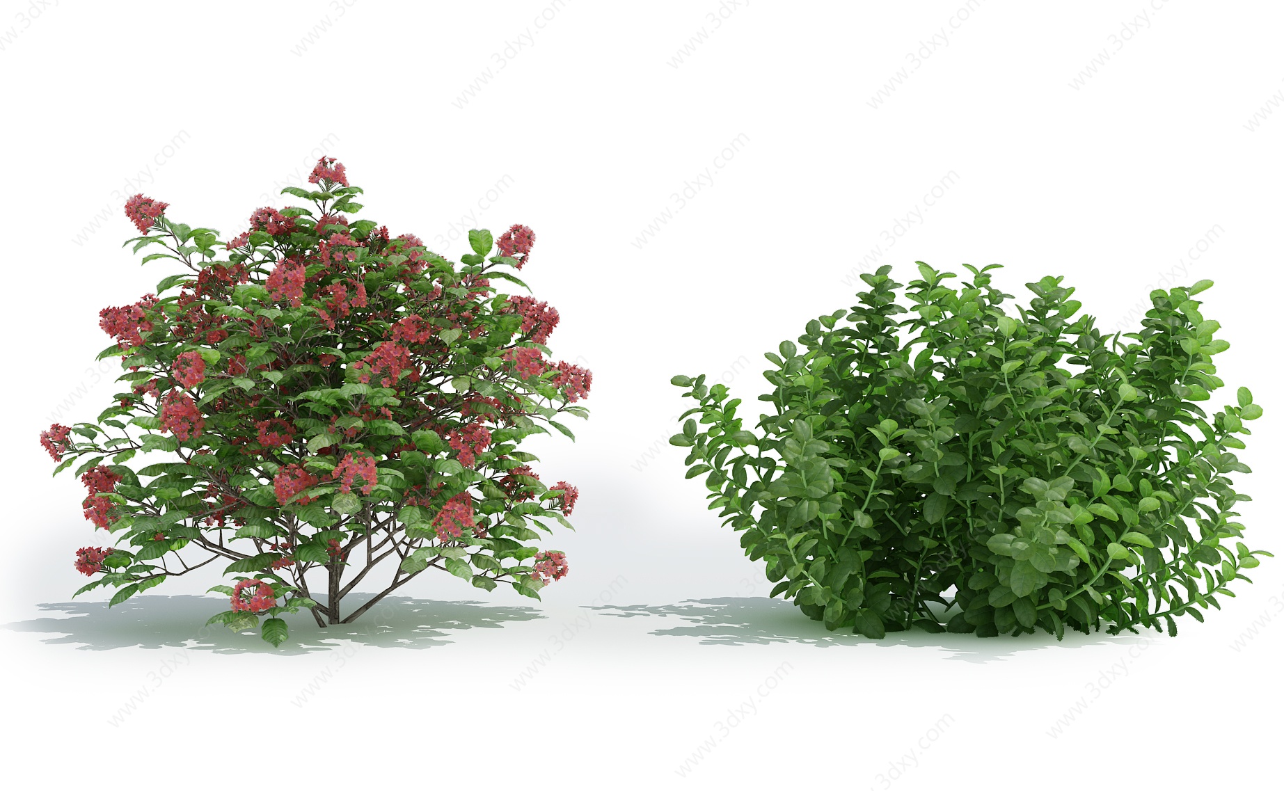植物灌木丛景观草花3D模型