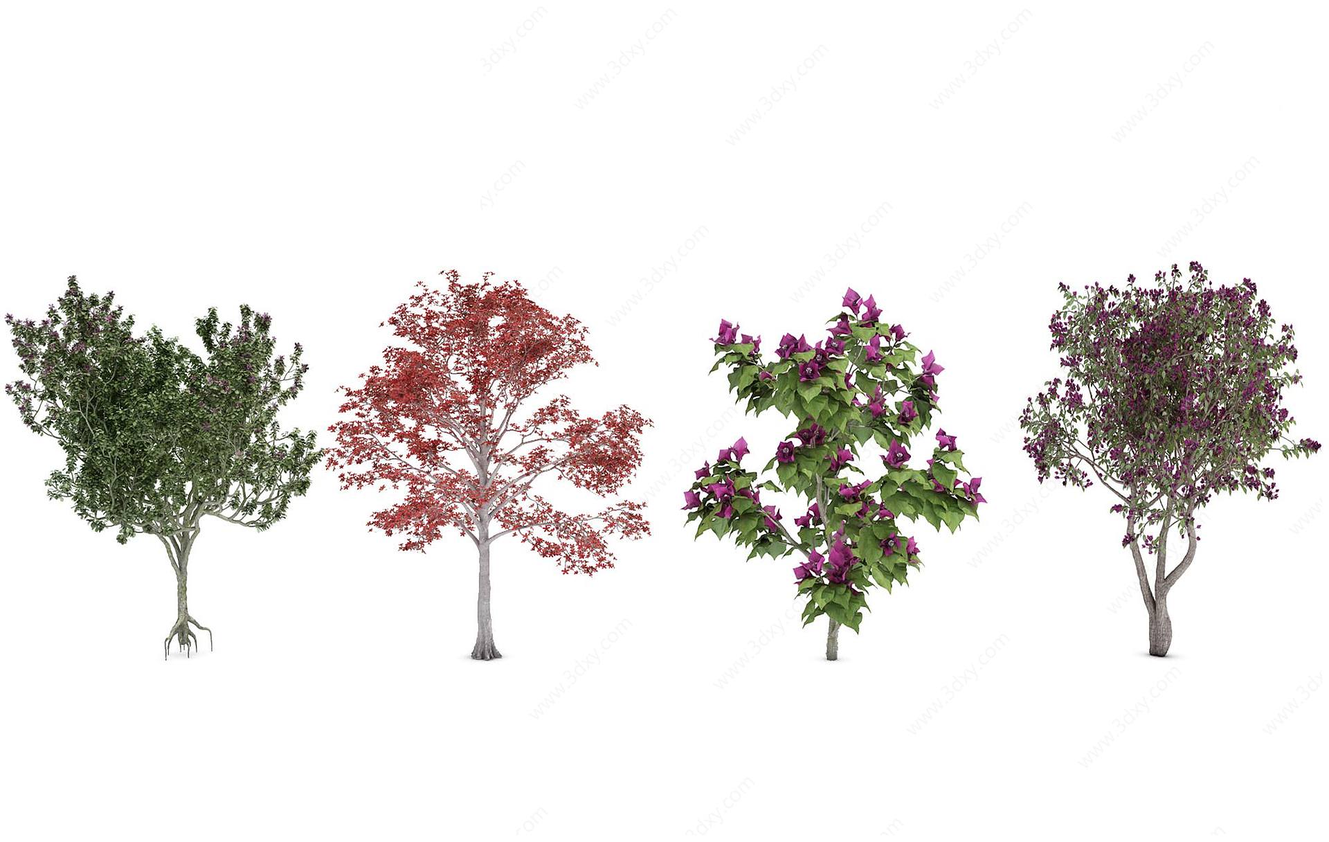园林树叶子花鸡爪戚3D模型