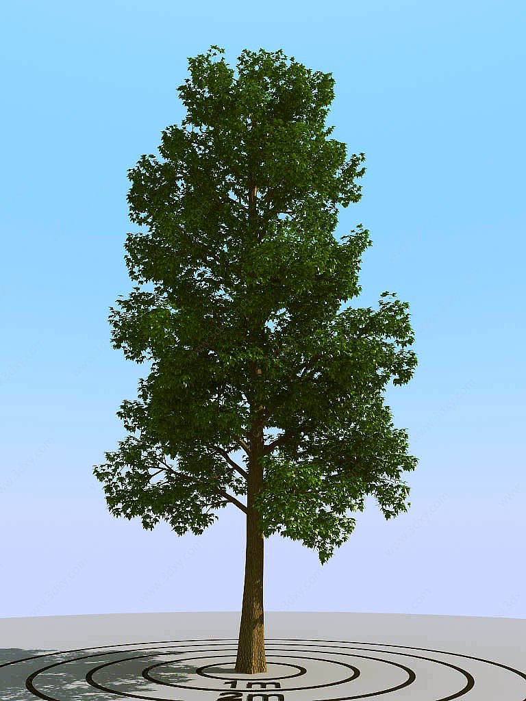 现代景观树3D模型