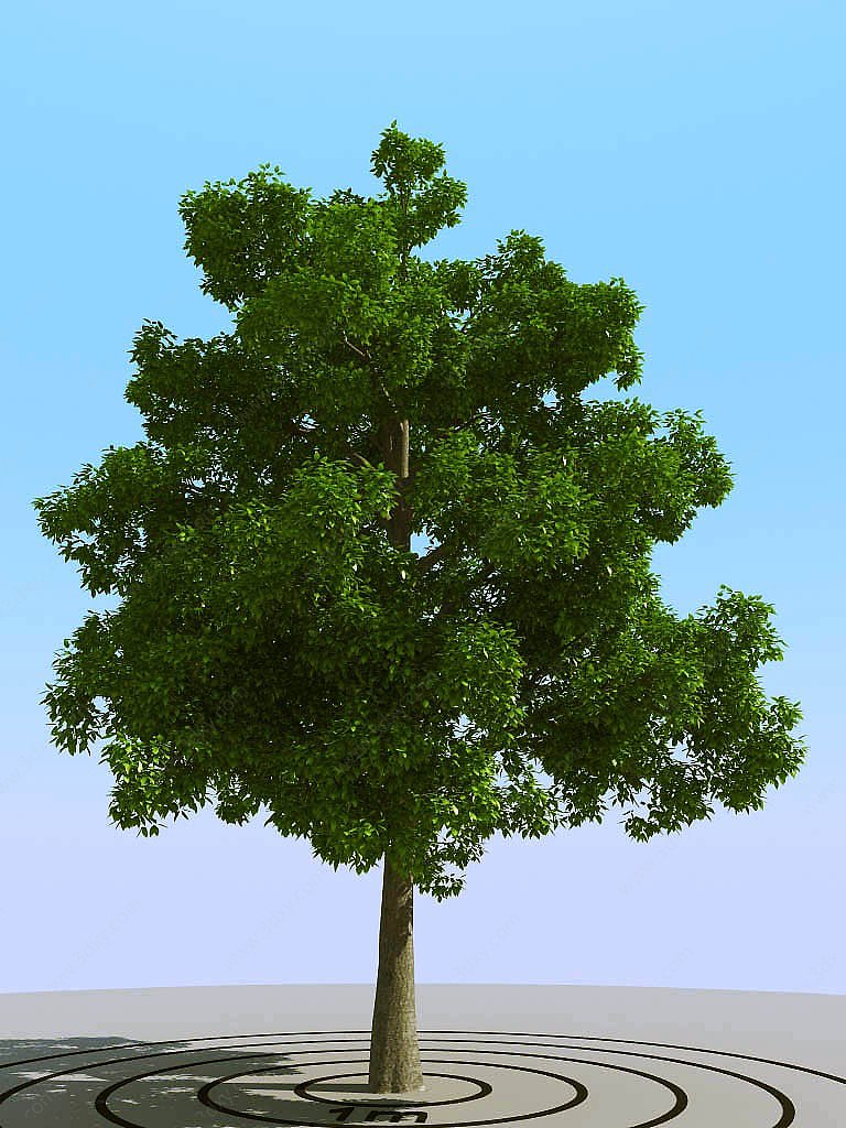 现代植物树3D模型