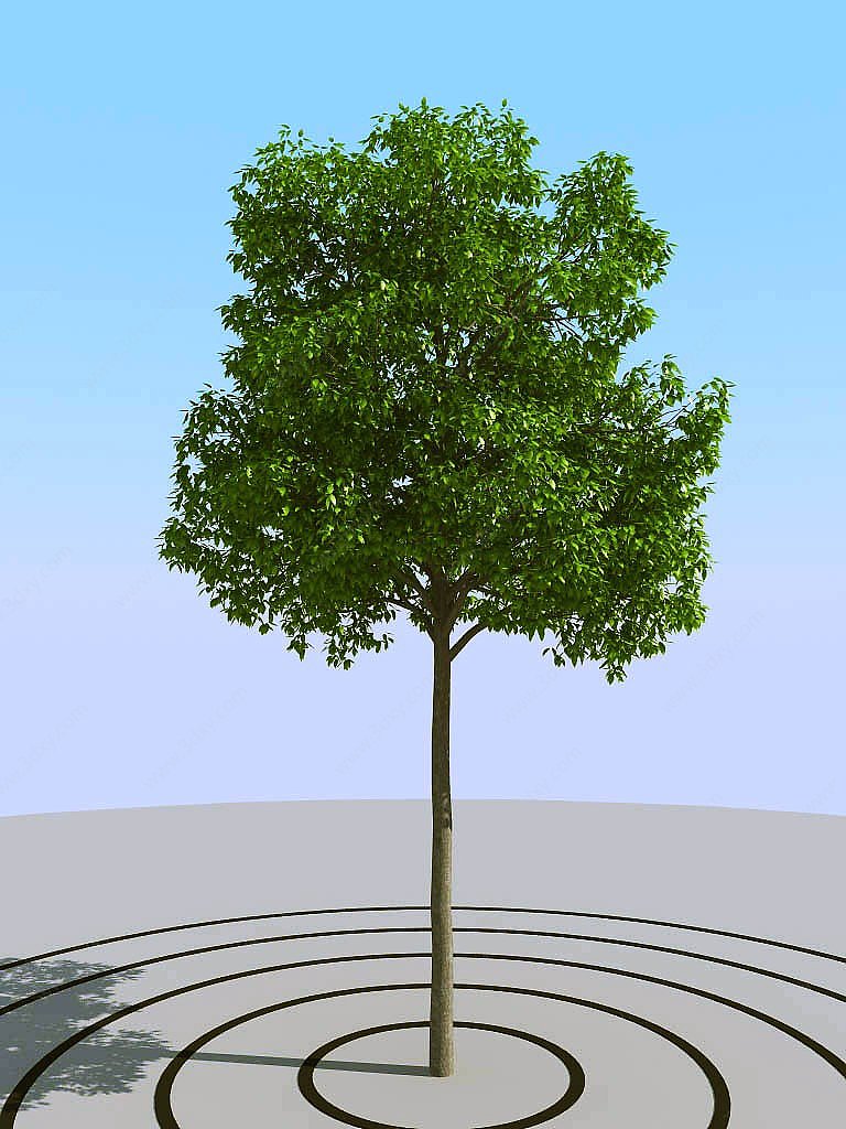 现代景观植物树3D模型
