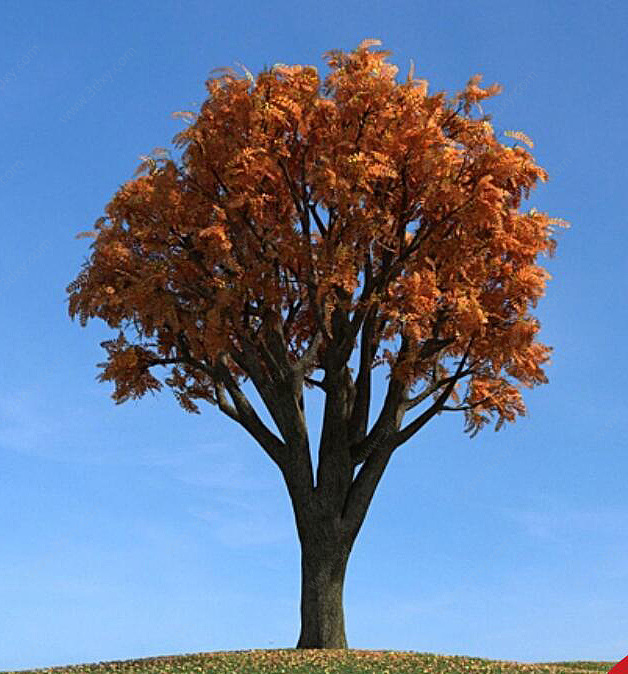 秋季景观树3D模型