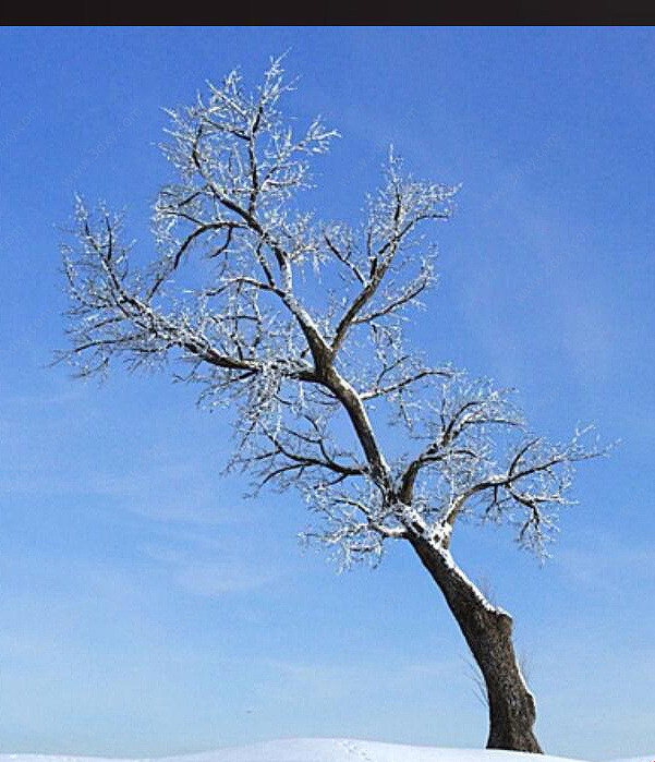 雪景树枯树干枝3D模型