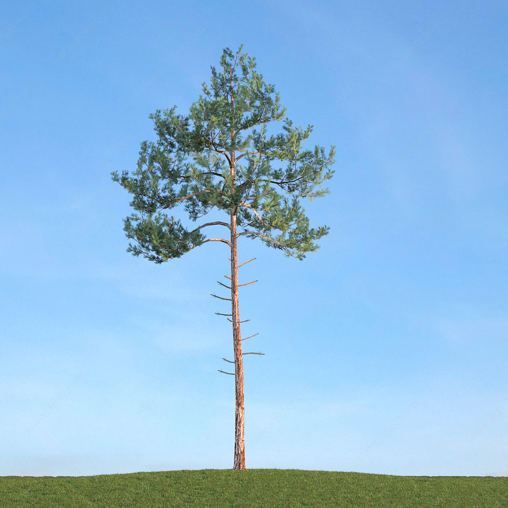 夏季景观松树针叶树3D模型