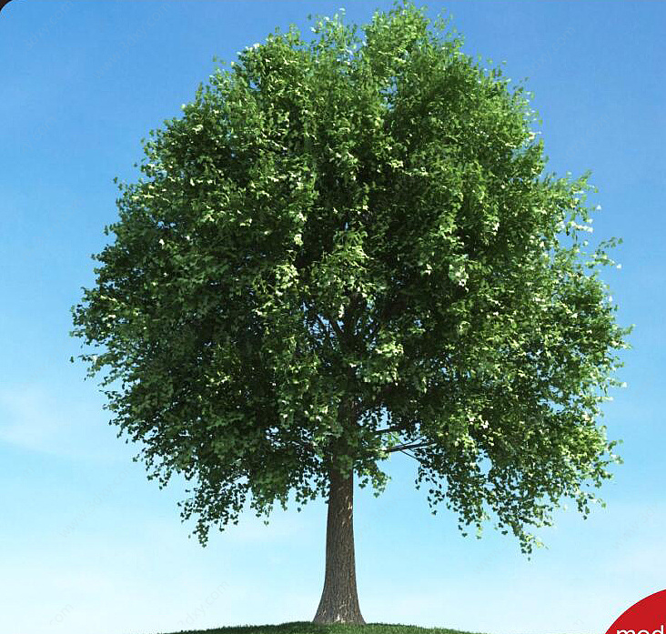 夏季树景观树3D模型