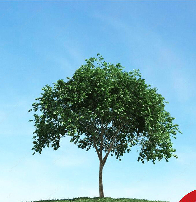 夏季树景观树3D模型