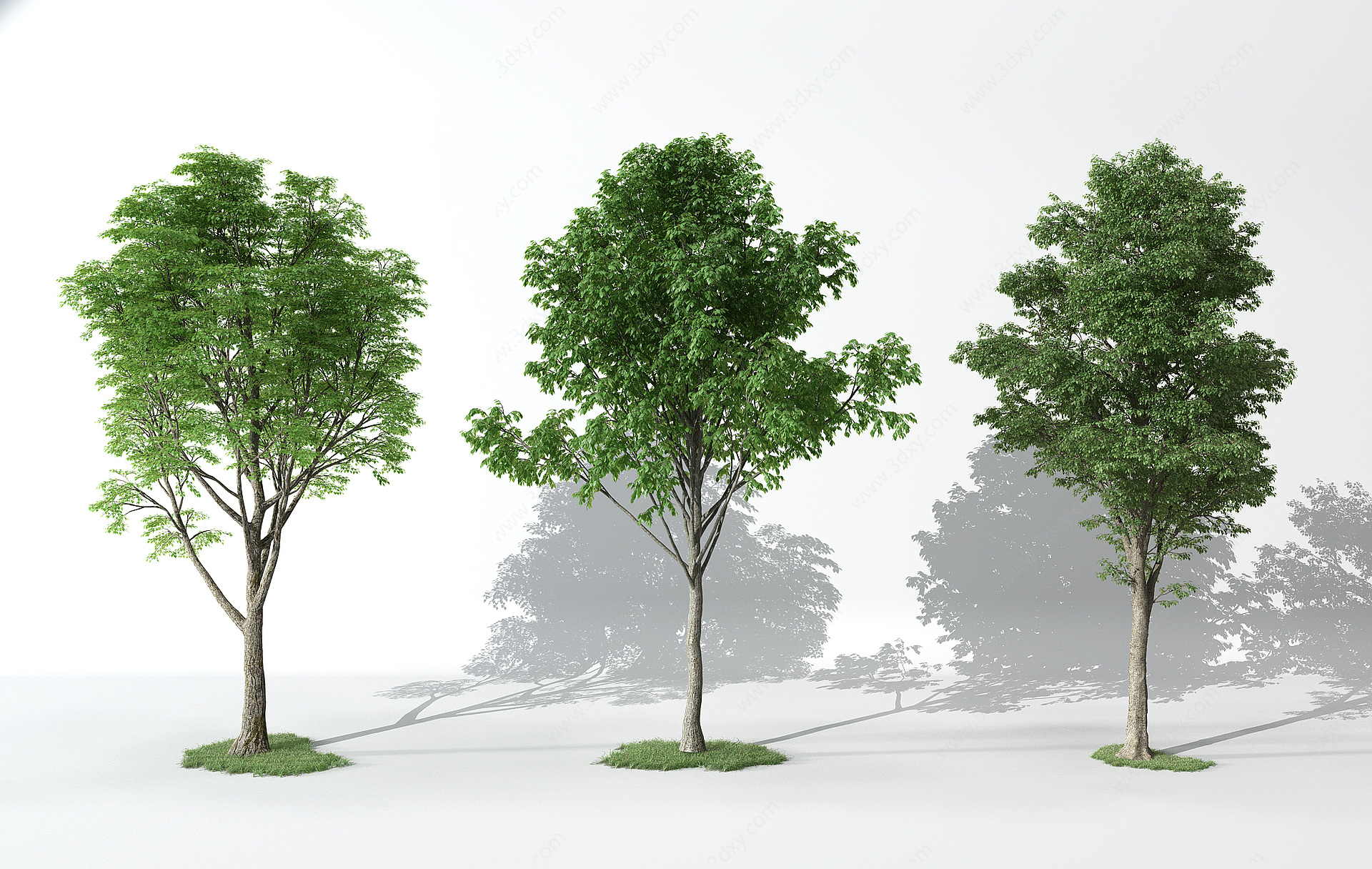 景观植物树3D模型