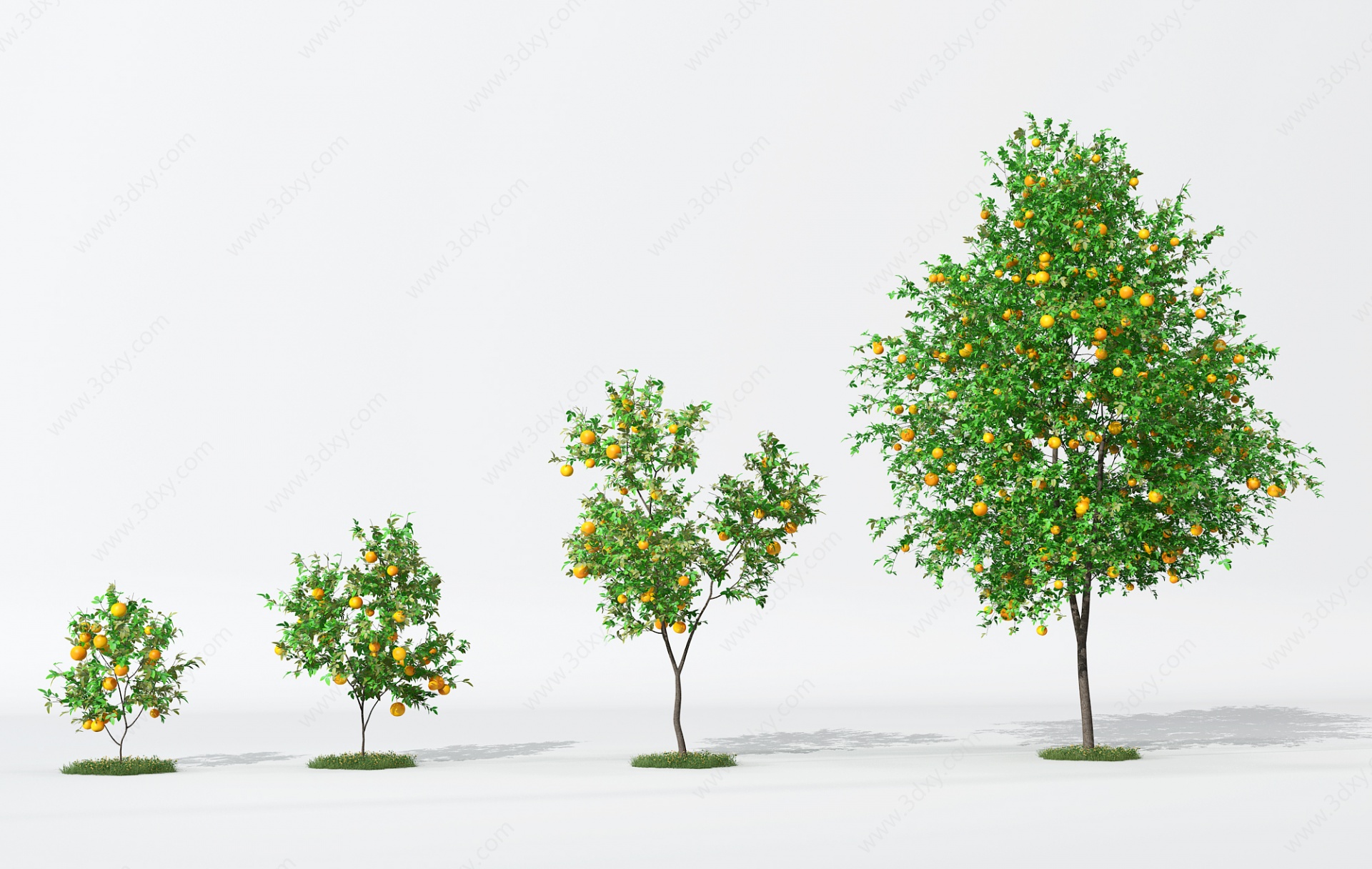 树橘子树3D模型