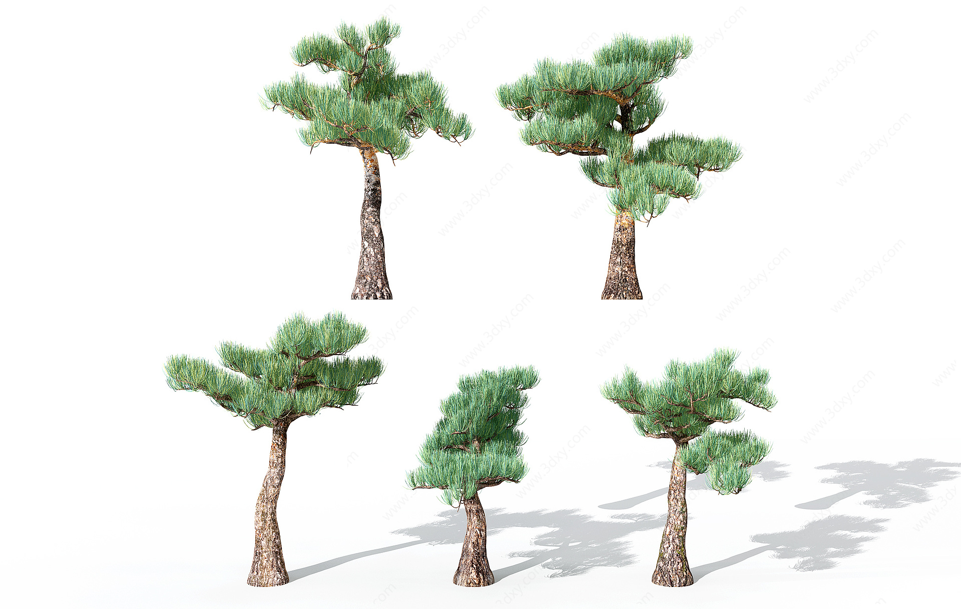 现代景观植物松树3D模型