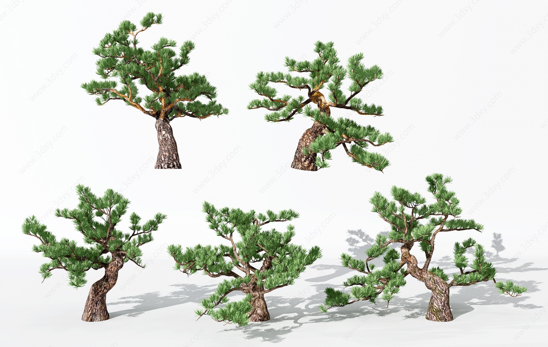 景观植物松树3D模型