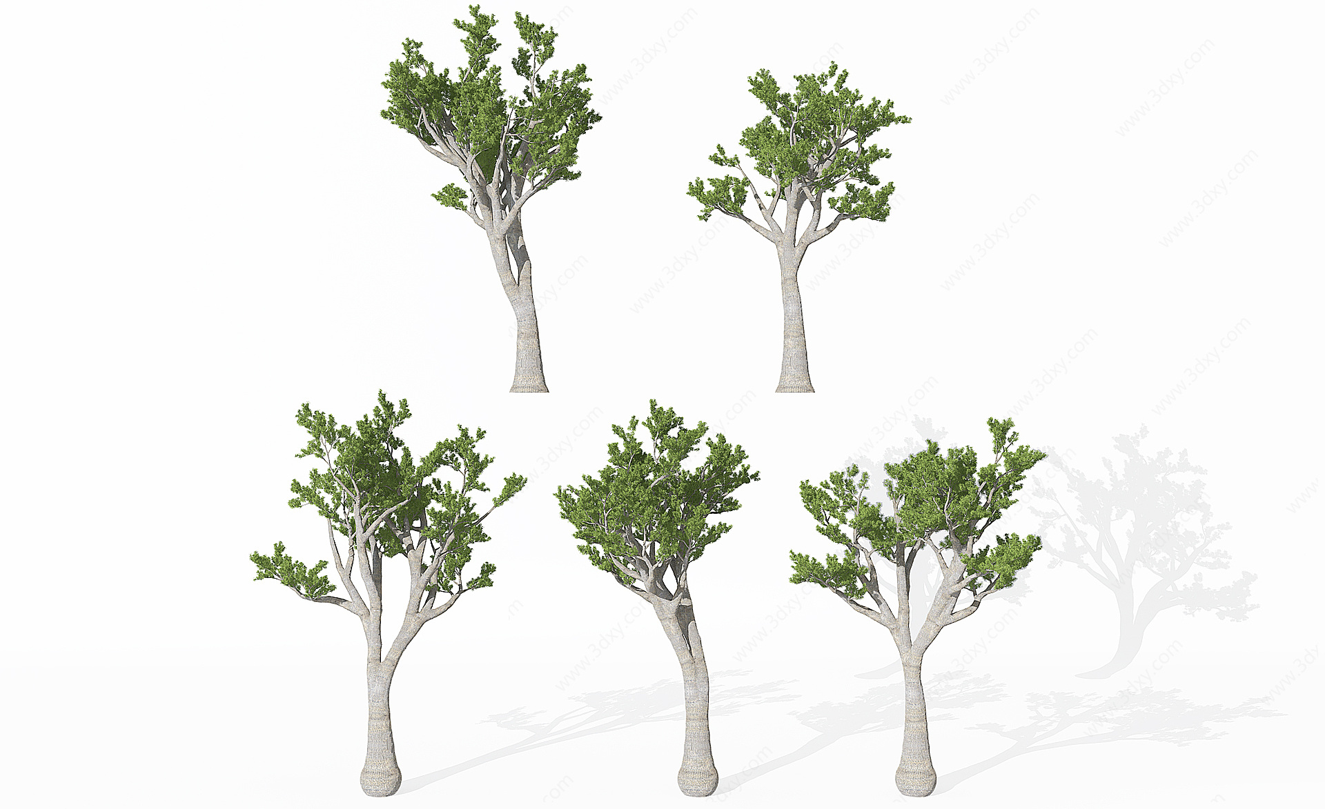 景观植物松树3D模型