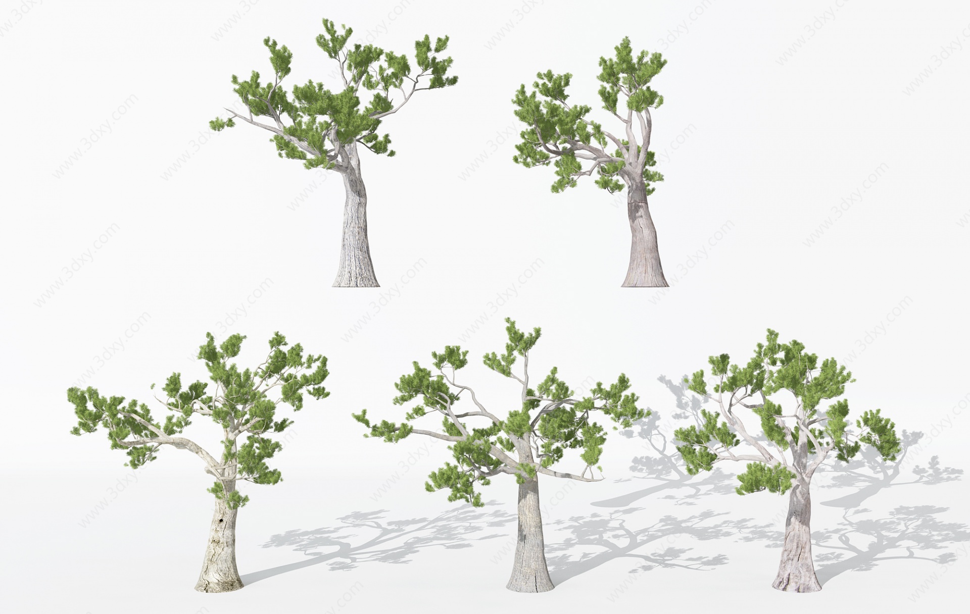 现代园林景观植物松树3D模型