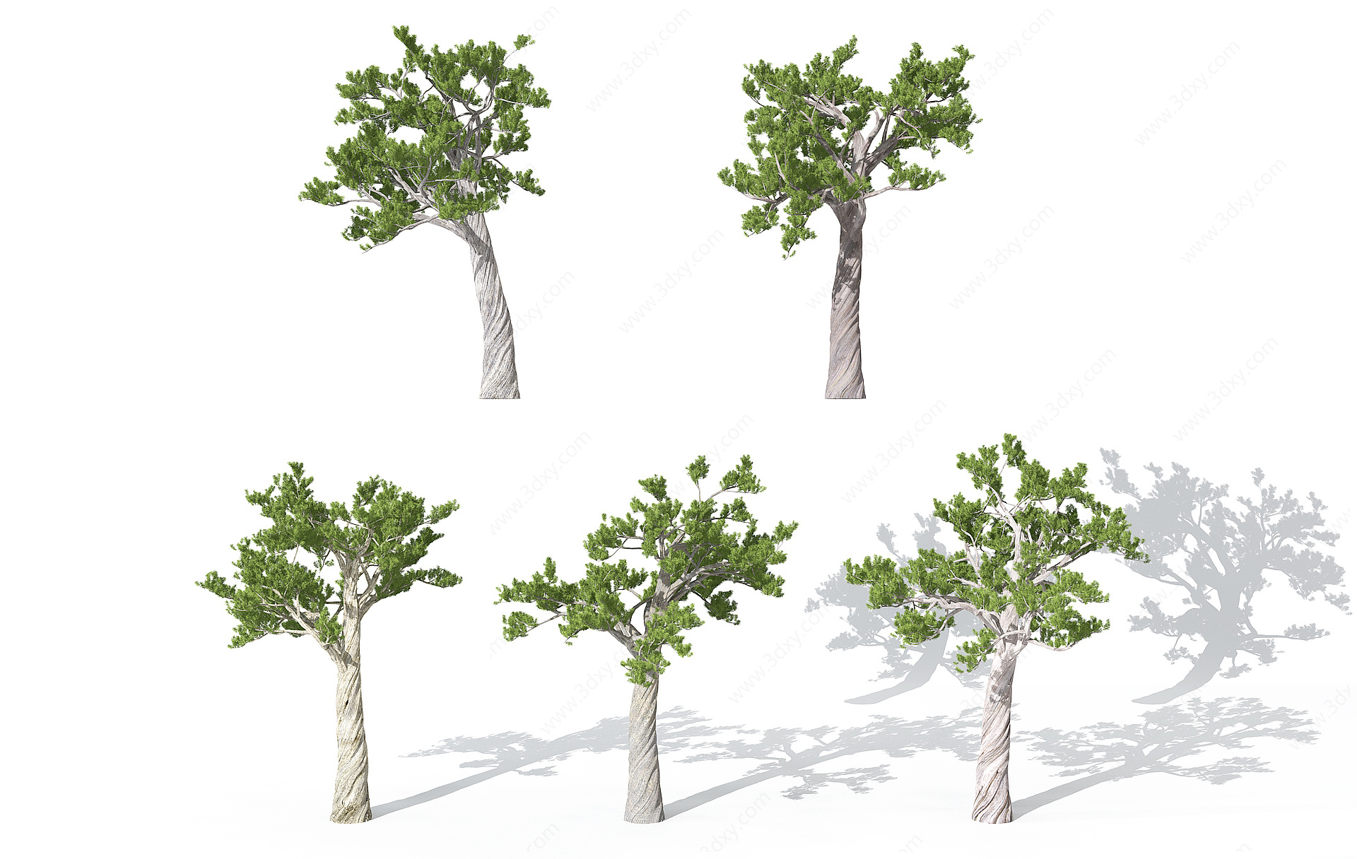 现代园林景观植物松树3D模型