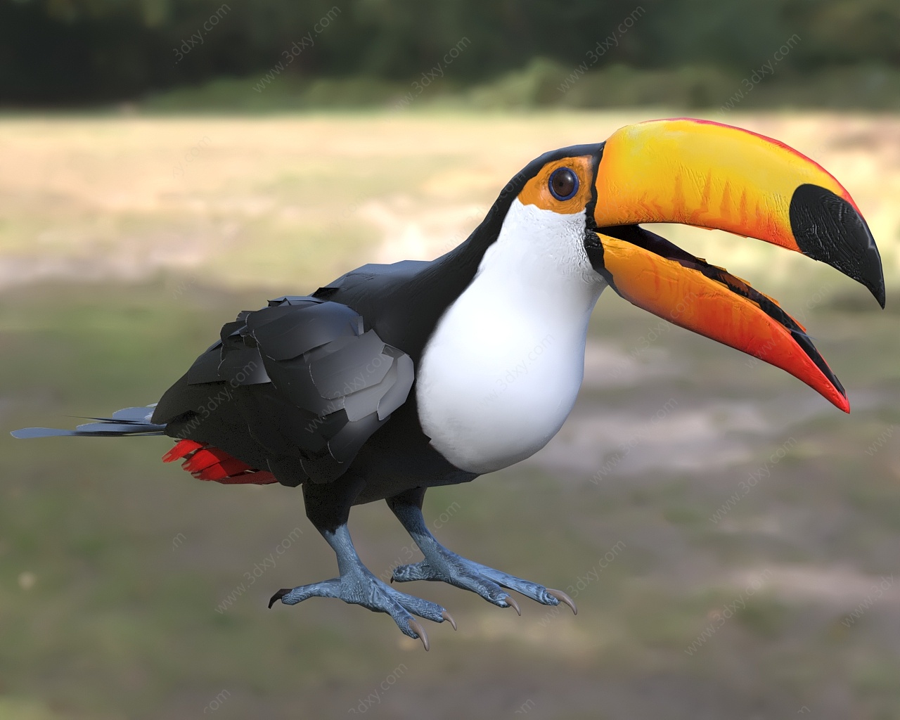 鵎鵼巨嘴鸟3D模型