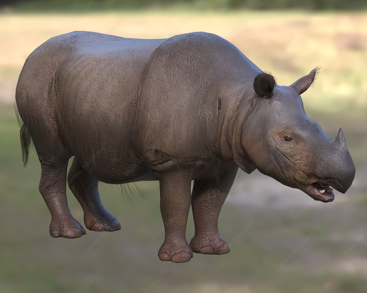 苏门答腊犀苏门犀双角犀3D模型