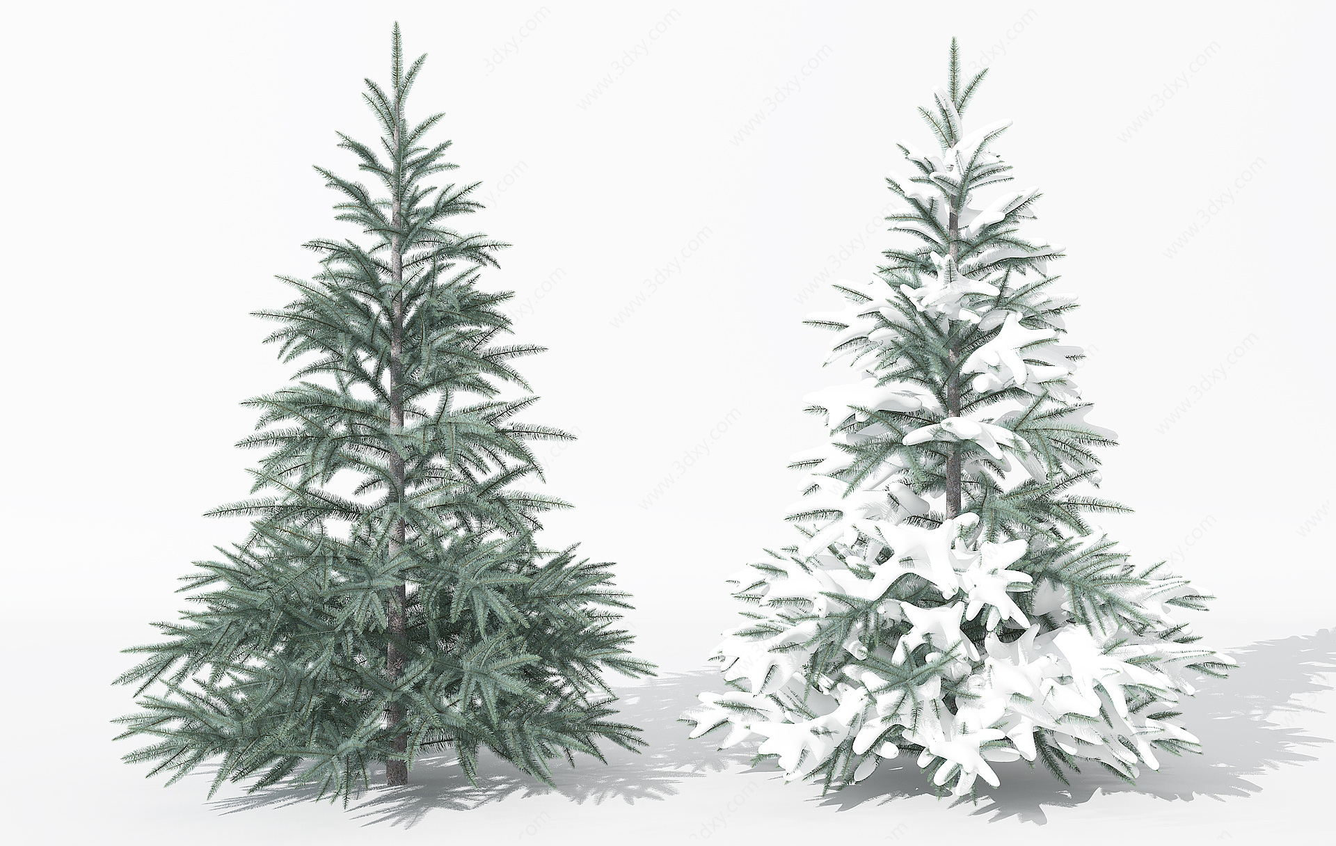 景观植物树松柏树针叶植物3D模型