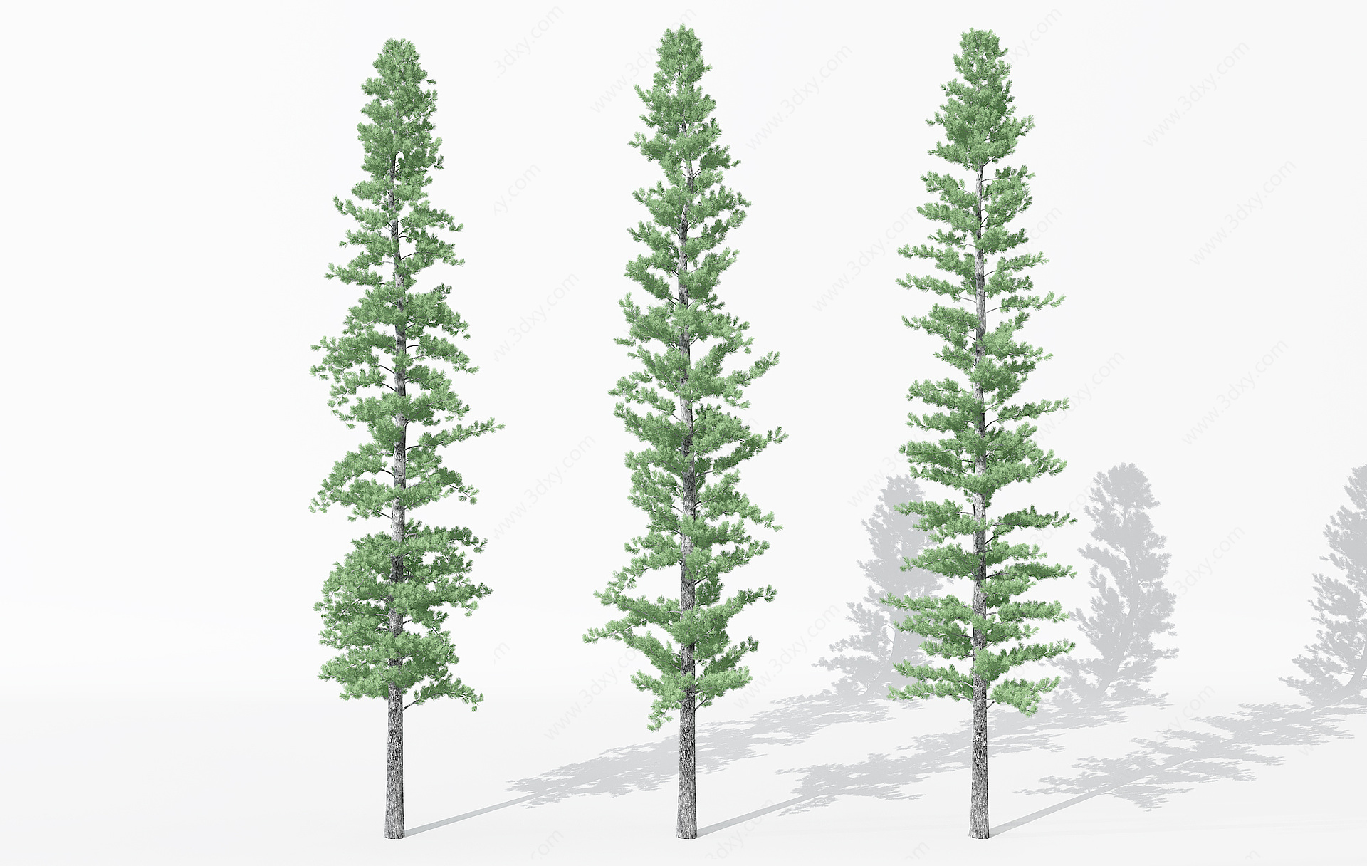 景观植物树松柏树针叶3D模型