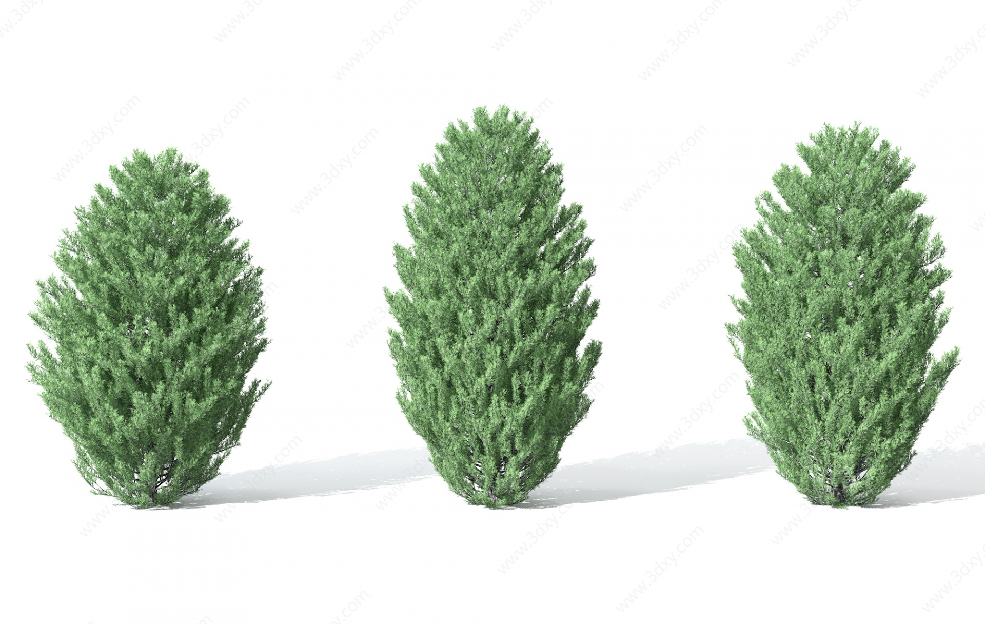 景观植物树松柏树针叶植3D模型