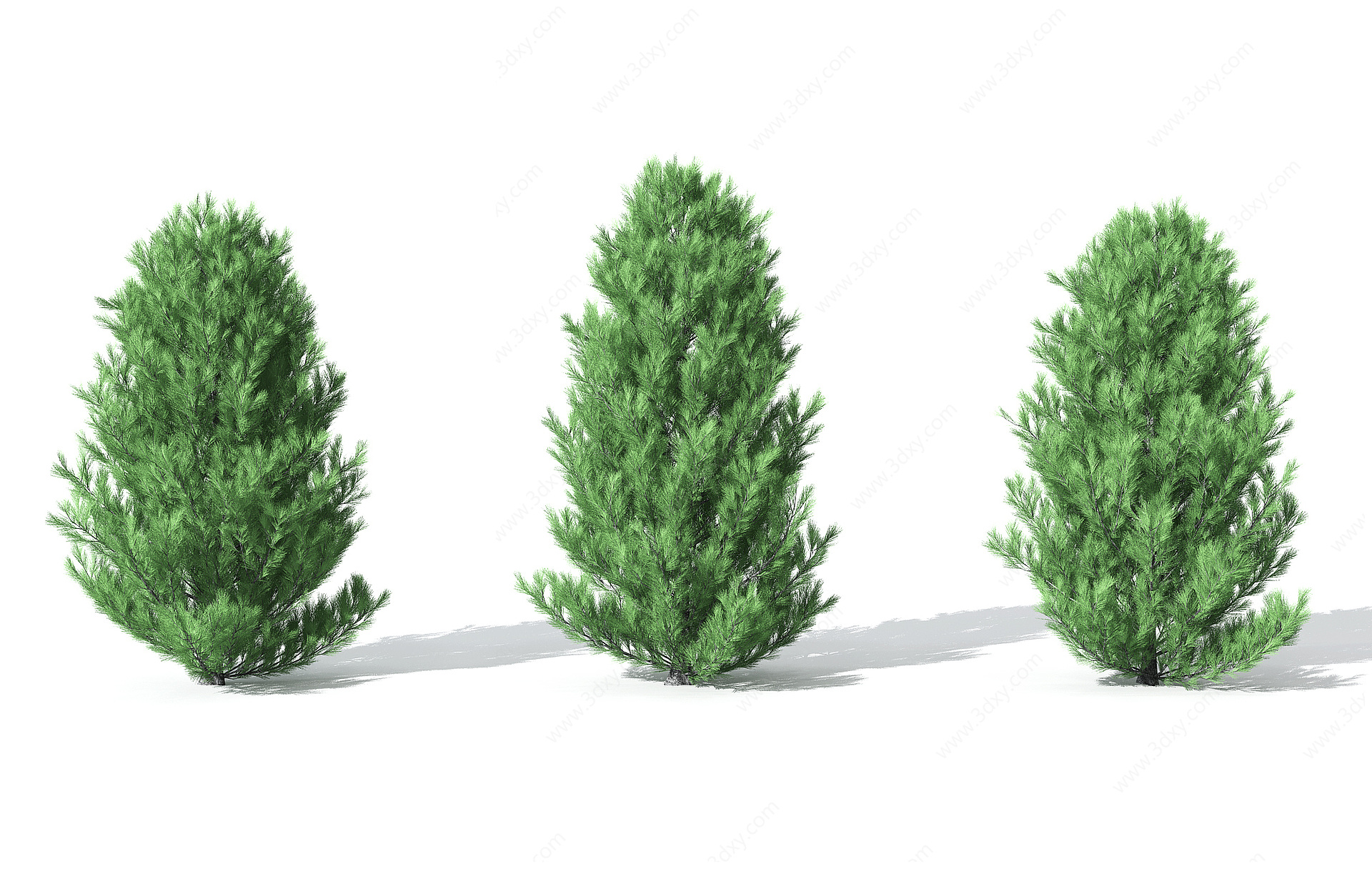 景观植物树松柏树针叶3D模型