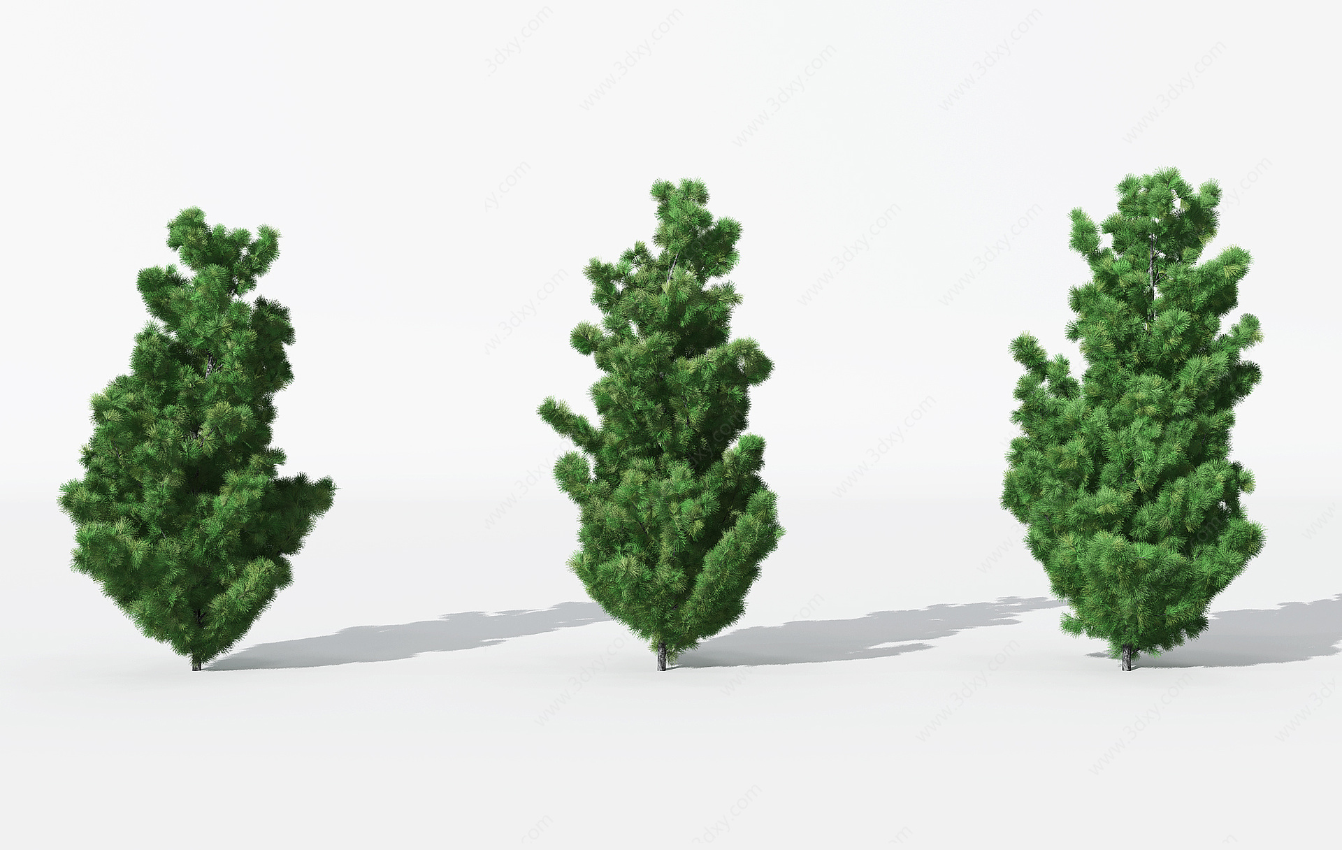景观植物树松柏树针叶植物3D模型