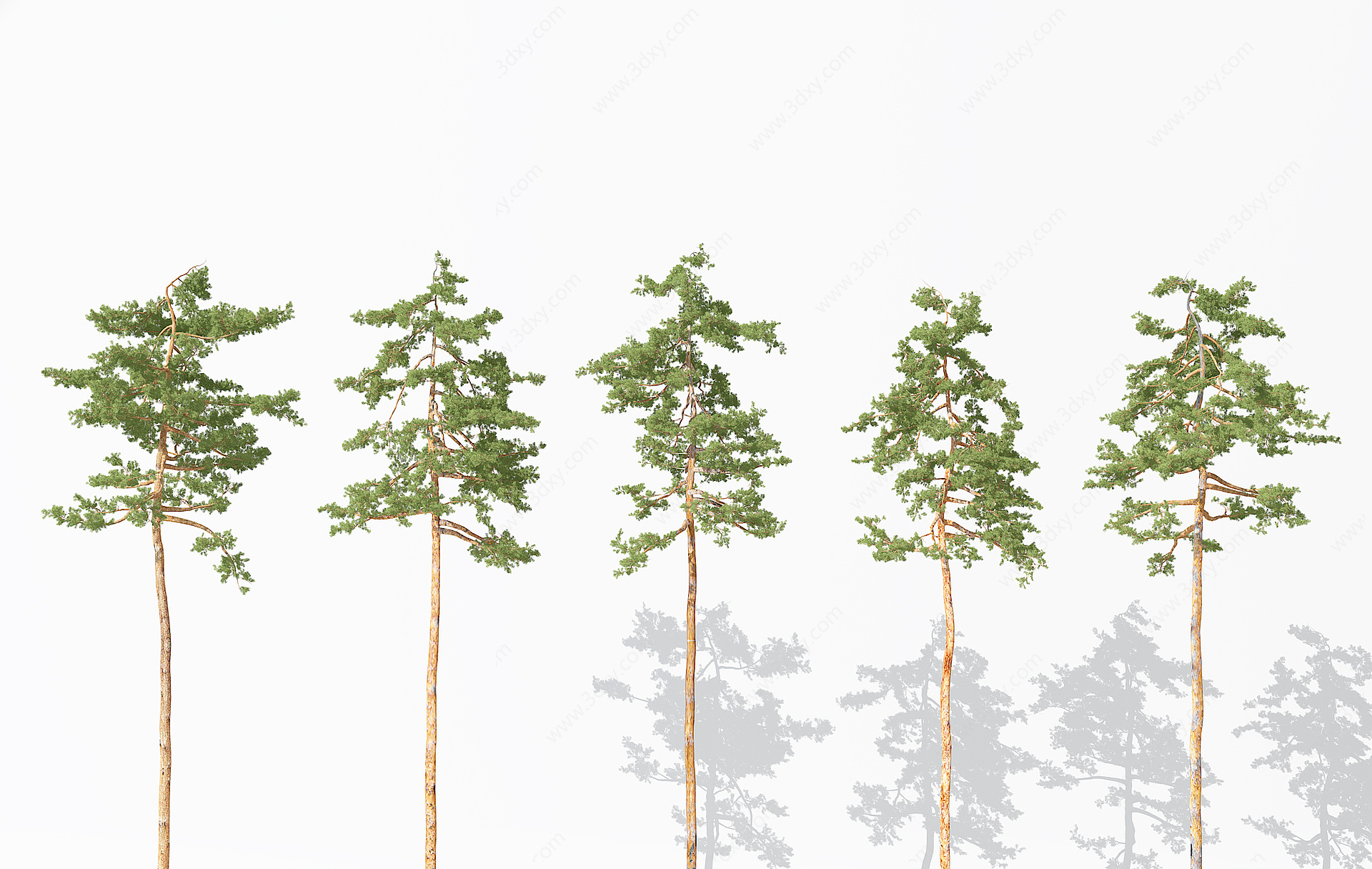 景观植物树松树针叶植物3D模型