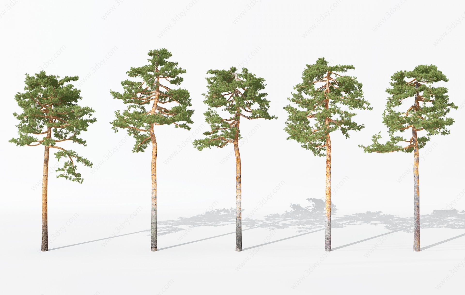景观植物树松树针叶植物3D模型
