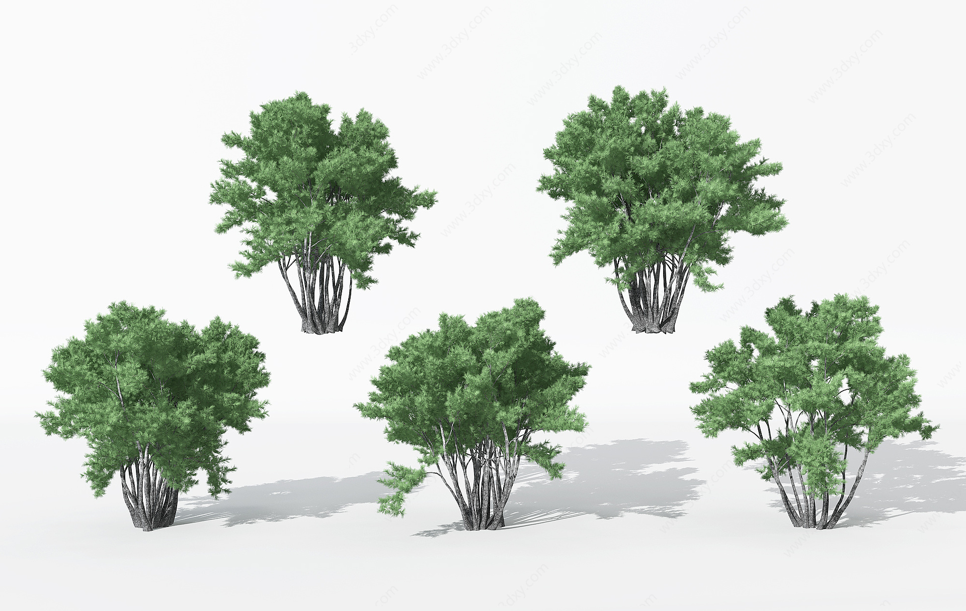现代景观针叶植物树3D模型
