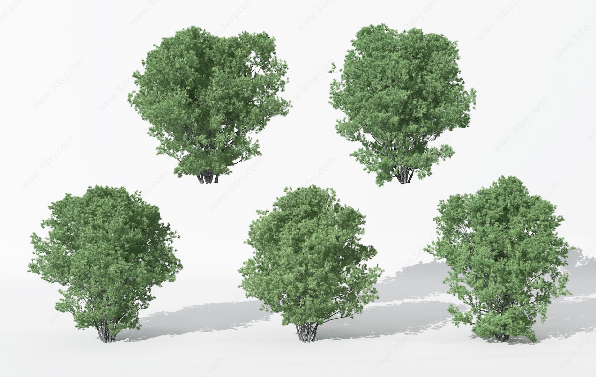 现代景观植物树松树3D模型