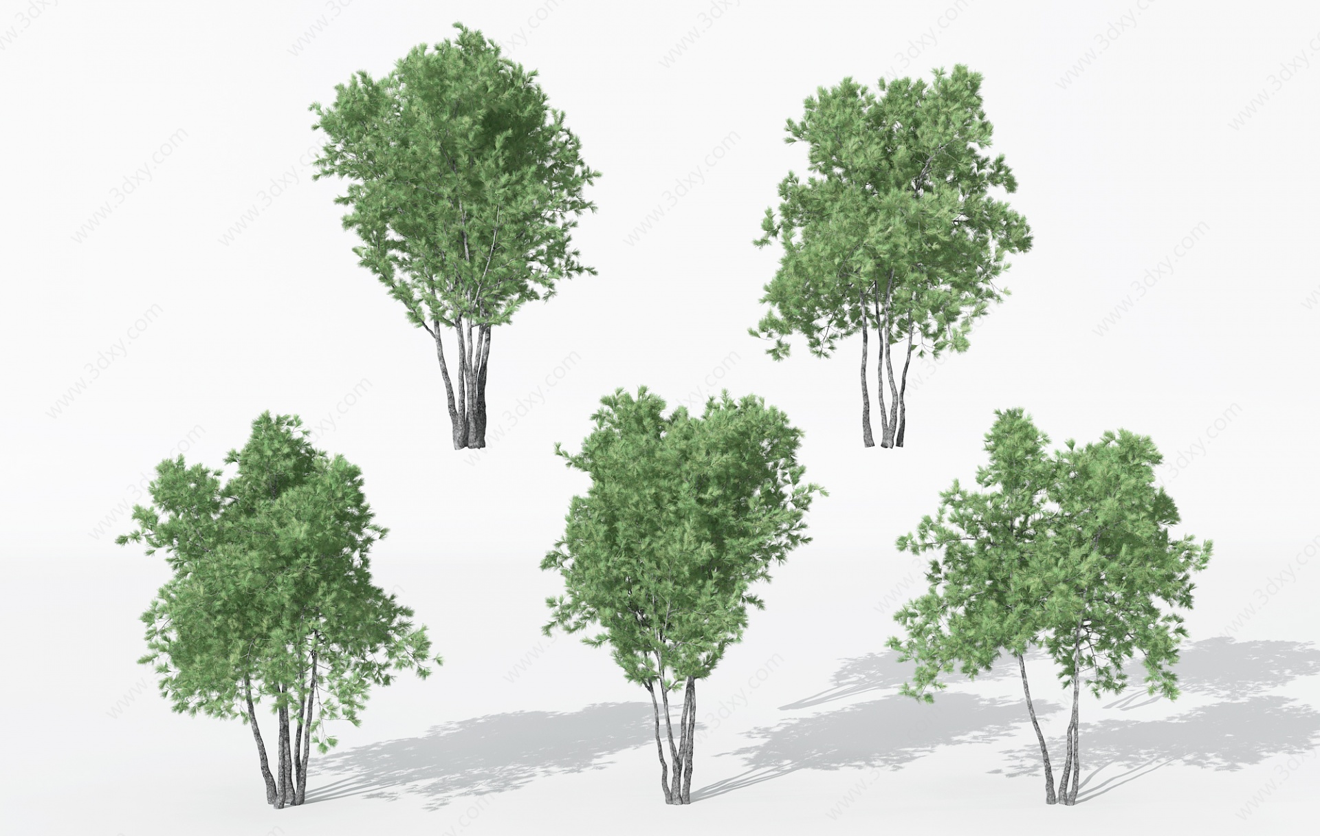 现代景观植物针叶树3D模型