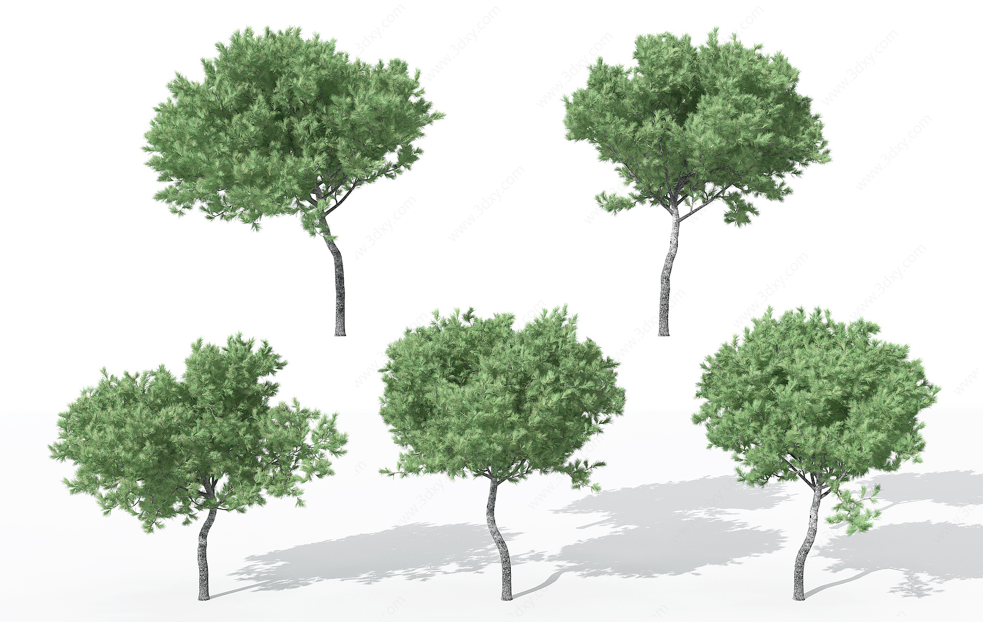 现代景观植物树松树3D模型