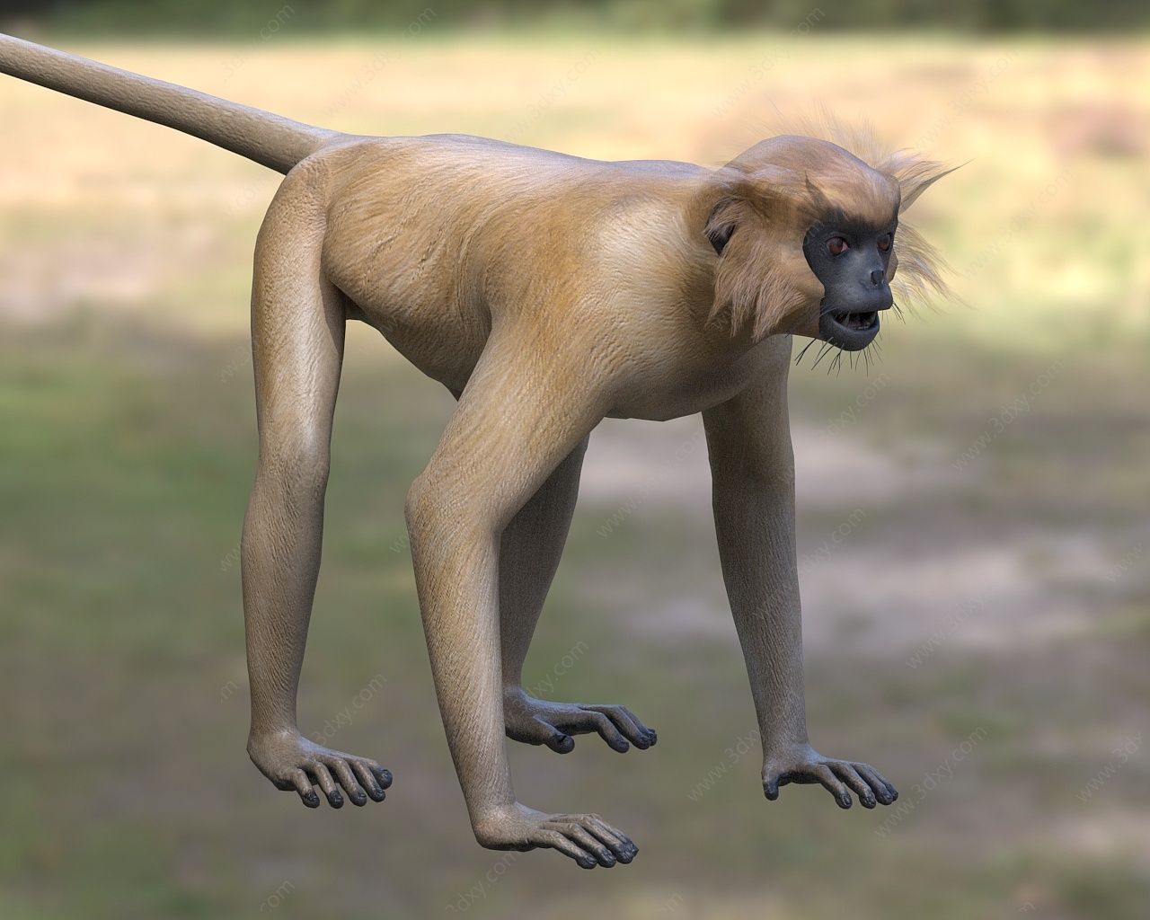 金色乌叶猴黄冠叶猴金叶猴3D模型