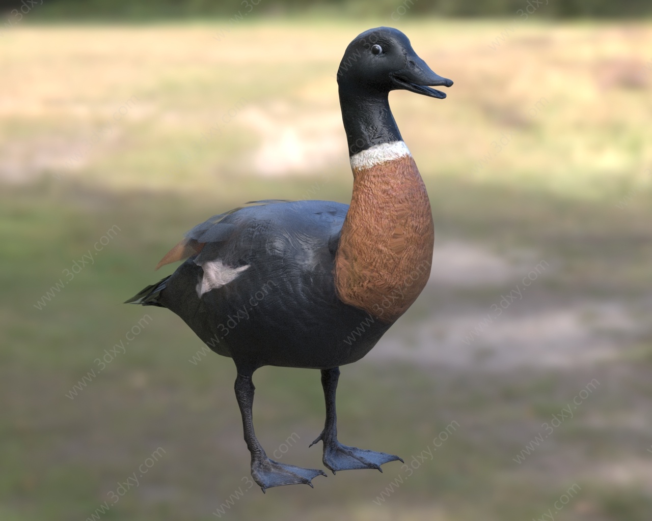 棕胸麻鸭澳大利亚麻鸭3D模型