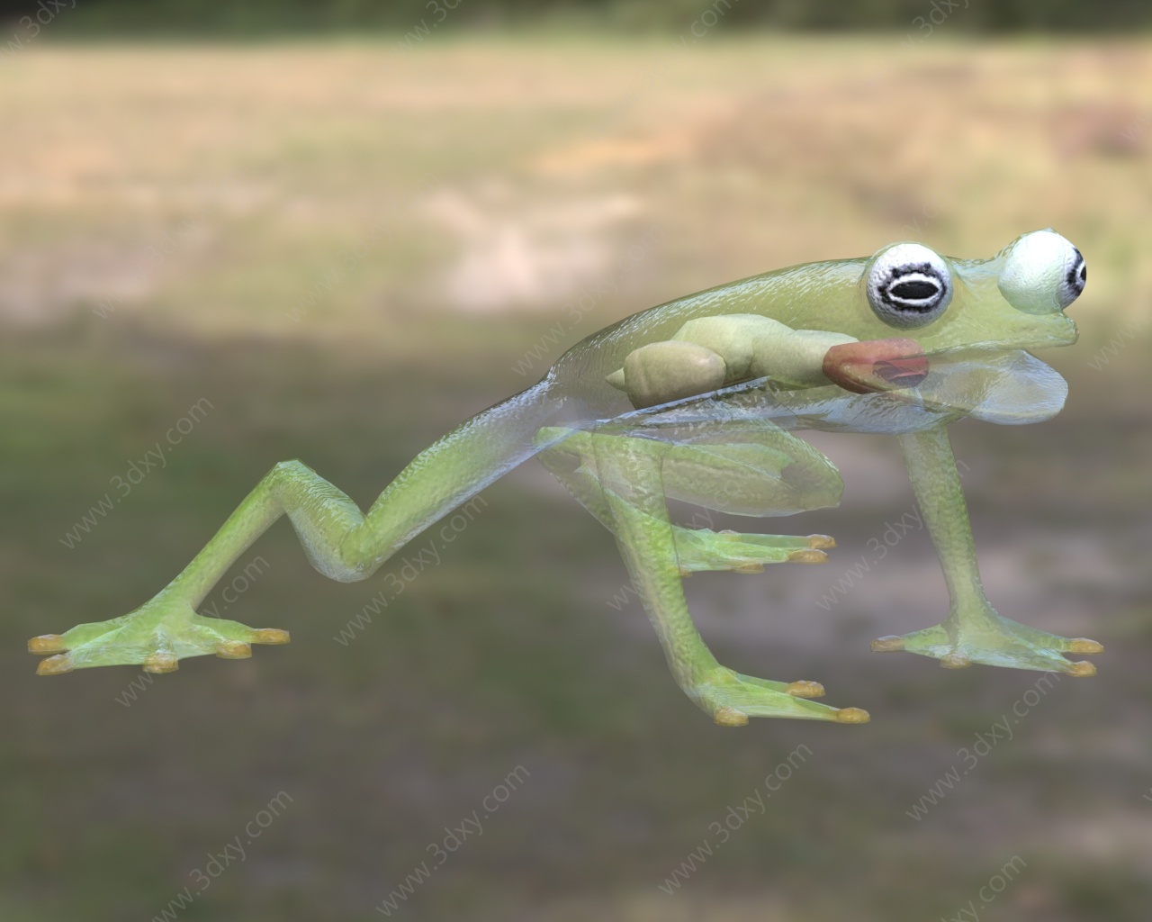 赤心玻璃蛙生物动物3D模型