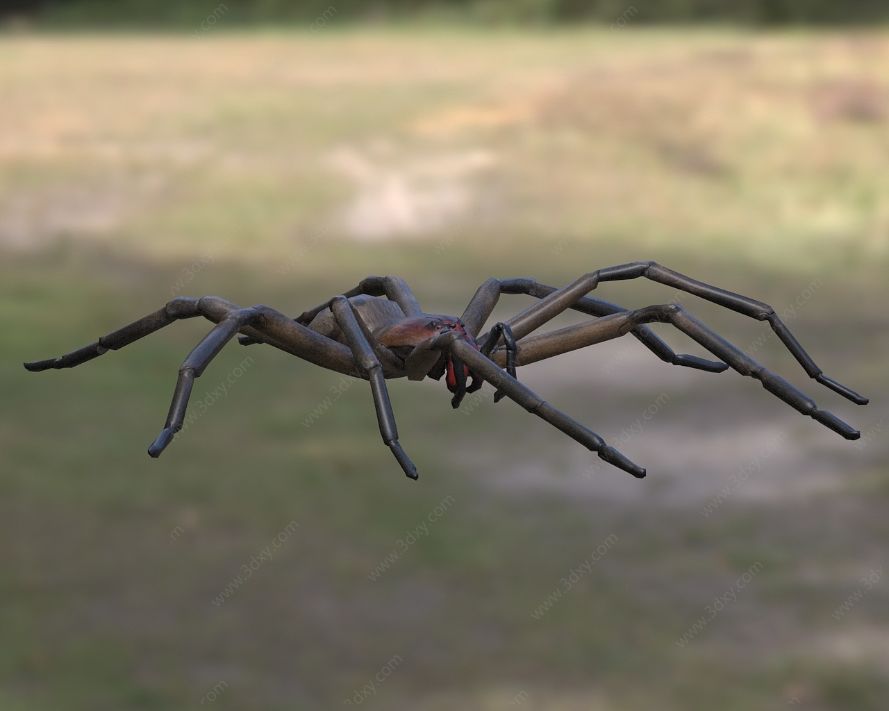 红牙流浪蜘蛛生物动物3D模型
