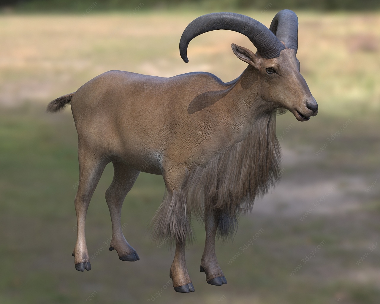 鬣羊蛮羊髯羊生物动物3D模型